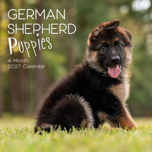 2027 Square Wall Calendar - German Shepherd Puppies