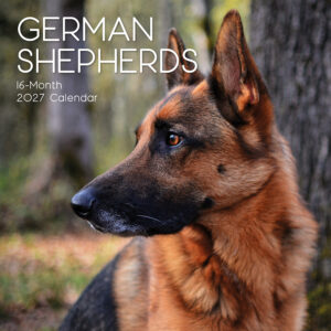 2027 Square Wall Calendar - German Shepherds