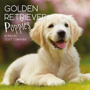 2027 Square Wall Calendar - Golden Retriever Puppies