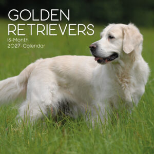 2027 Square Wall Calendar - Golden Retrievers