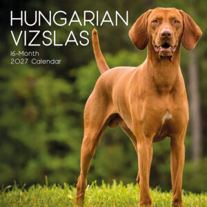 2027 Square Wall Calendar - Hungarian Vizslas