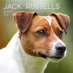 2027 Square Wall Calendar - Jack Russells