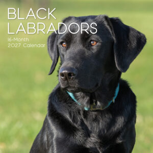 2027 Square Wall Calendar - Labradors (Black)