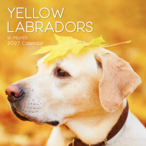 2027 Square Wall Calendar - Labradors (Yellow)
