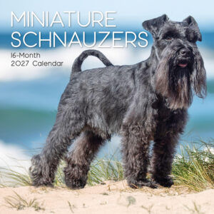 2027 Square Wall Calendar - Miniature Schnauzers
