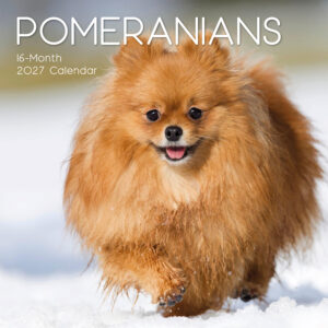 2027 Square Wall Calendar - Pomeranians