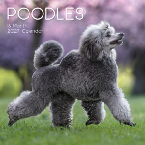 2027 Square Wall Calendar - Poodles