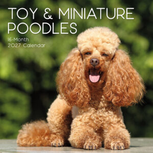 2027 Square Wall Calendar - Poodles (Toy & Miniature)