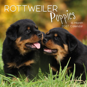 2027 Square Wall Calendar - Rottweiler Puppies