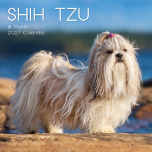 2027 Square Wall Calendar - Shih Tzu