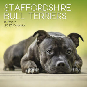 2027 Square Wall Calendar - Staffordshire Bull Terriers