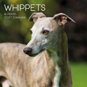 2027 Square Wall Calendar - Whippets