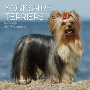2027 Square Wall Calendar - Yorkshire Terriers