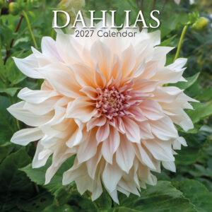 2027 Square Wall Calendar - Dahlias