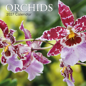 2027 Square Wall Calendar - Orchids