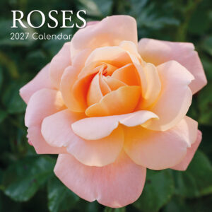 2027 Square Wall Calendar - Roses