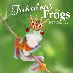 2027 Square Wall Calendar - Fabulous Frogs