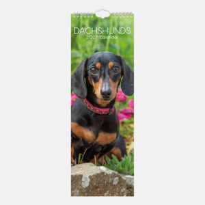2027 Slimline Calendar - Dachshunds